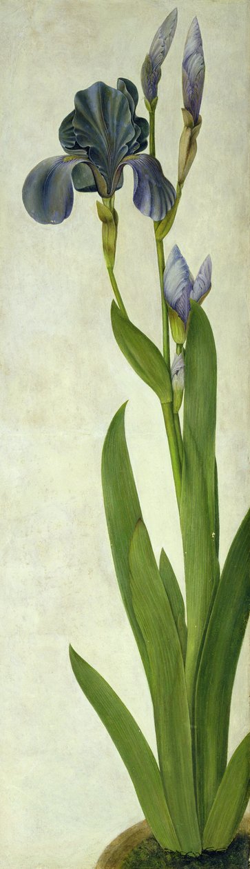 Een iris door Albrecht Dürer