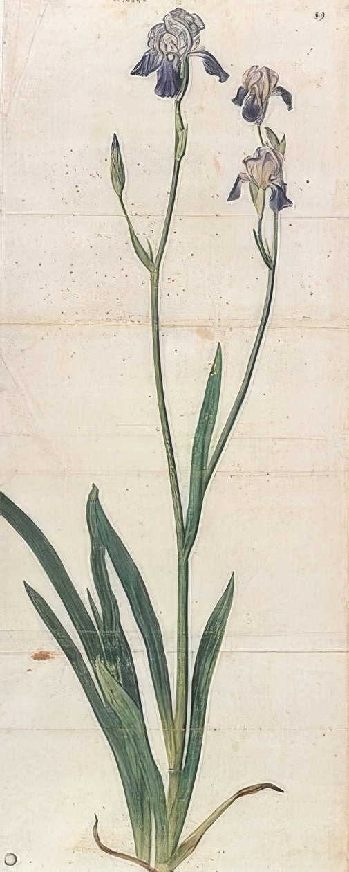 Blauwe bloeiende zwaardlelie - Iris Germanica (Iris Trojana?). Circa 1503 door Albrecht Dürer