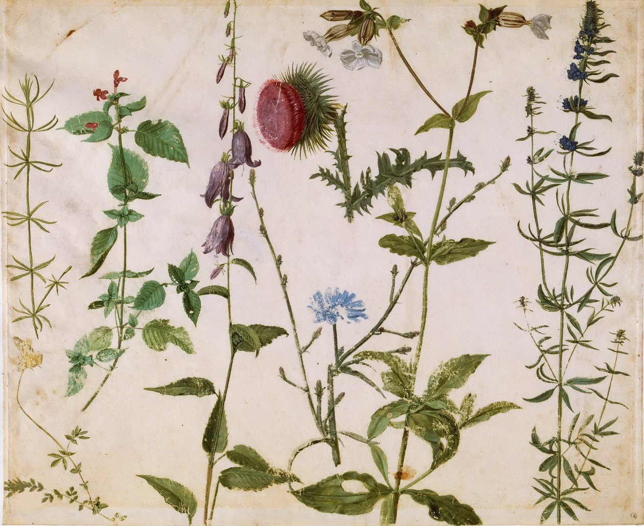 Acht Studies van Wilde Bloemen door Albrecht Dürer