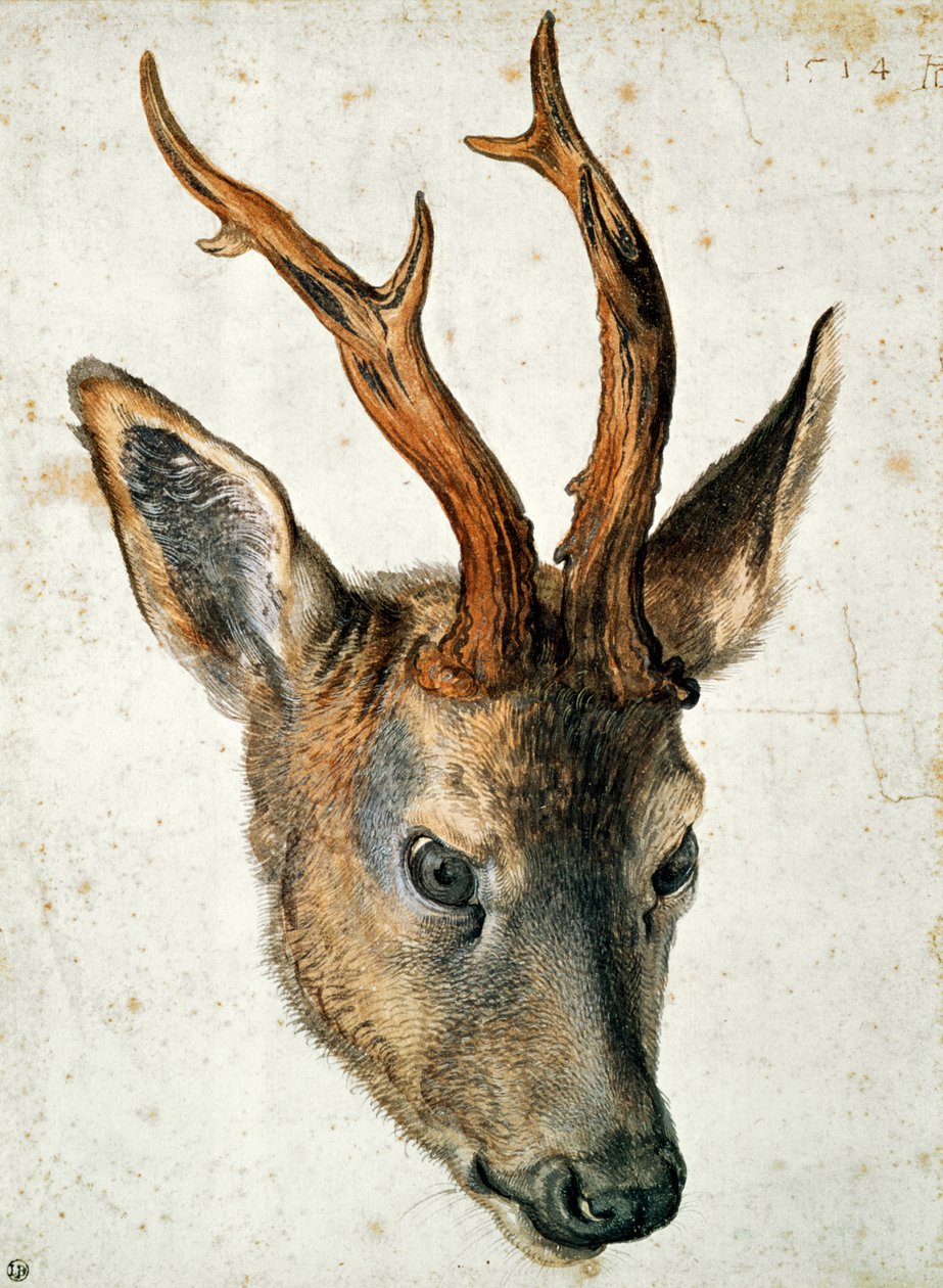 Hoofd van een Ree door Albrecht Dürer