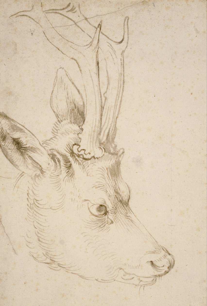 Hoofd van een Roebuck door Albrecht Dürer