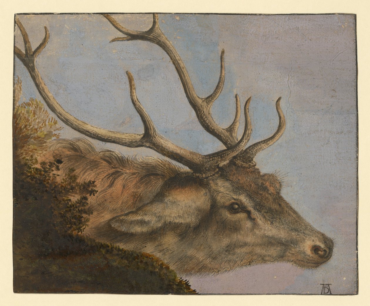 Hertenkop door Albrecht Dürer