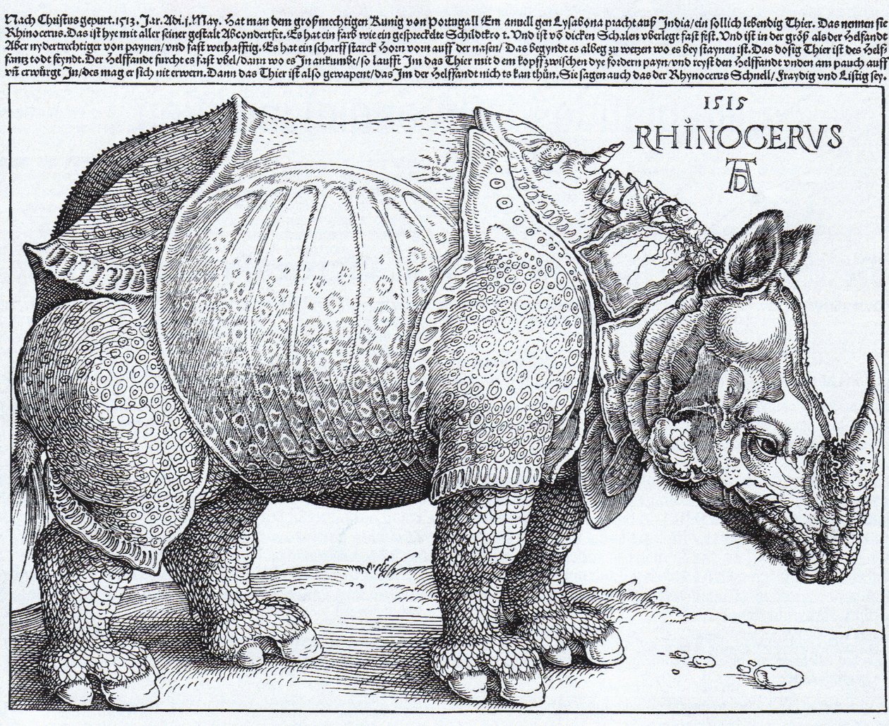 Latijn:  Rhinocerus De neushoorn door Albrecht Dürer