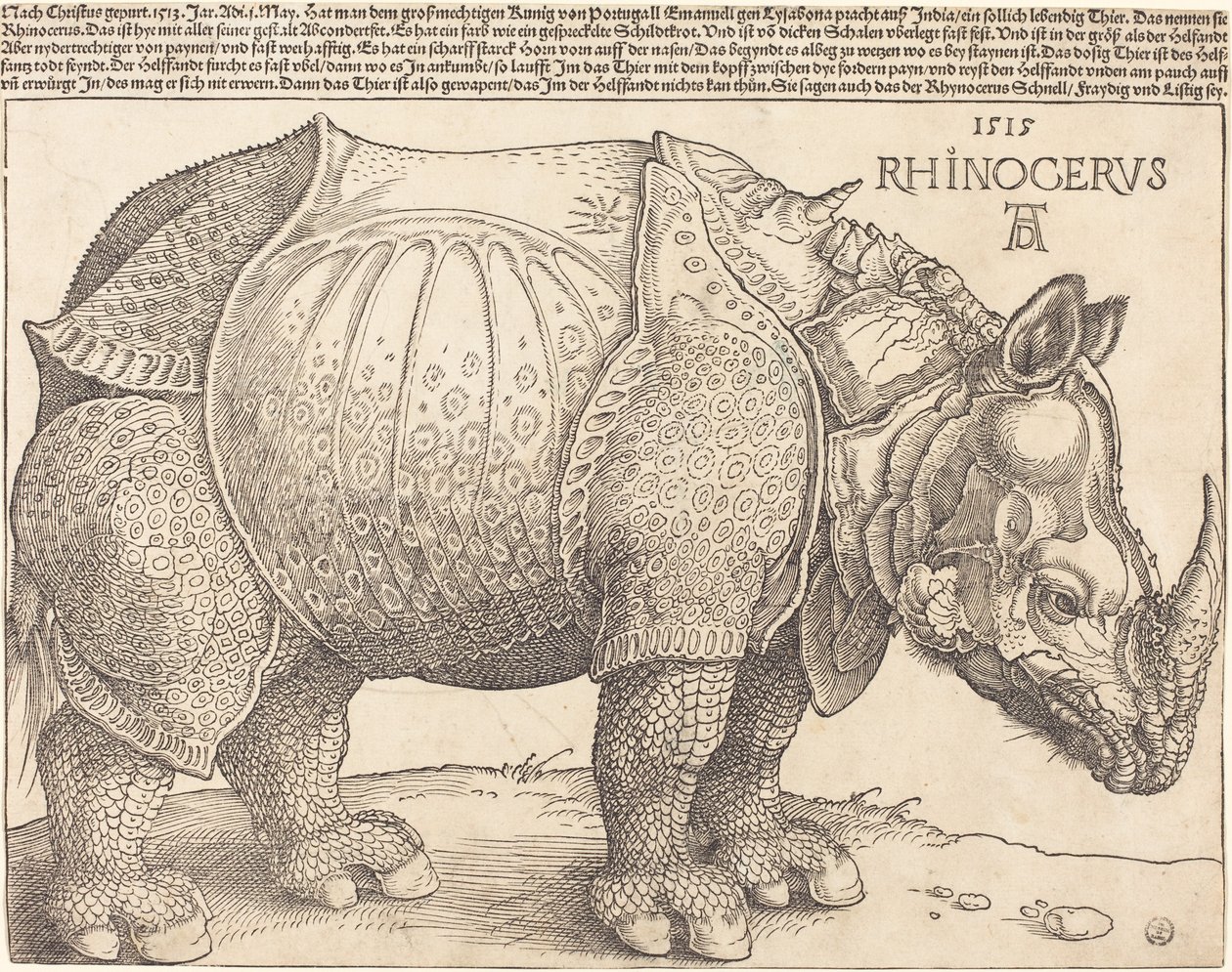 Latijn:  Rhinocerus De neushoorn door Albrecht Dürer