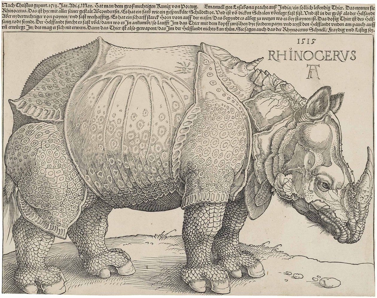 Latijn:  Rhinocerus De neushoorn door Albrecht Dürer