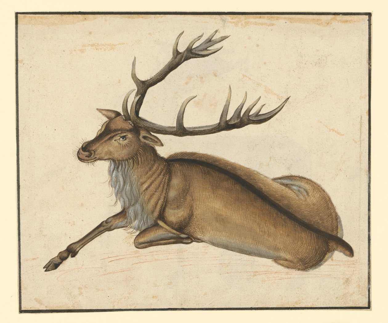 Liggend hert, naar links door Albrecht Dürer