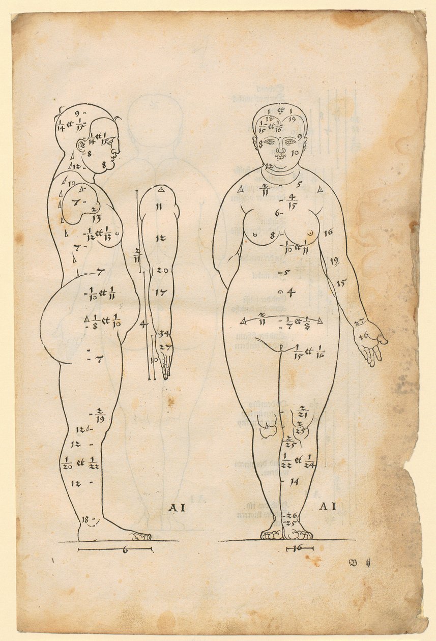 Zij- en vooraanzicht van de vrouw van 7 hoofdlengtes (type AI), arm in zijaanzicht, uit „Die Proportionenlehre“ door Albrecht Dürer