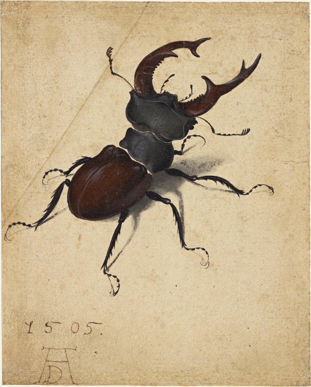 Bastaardkever door Albrecht Dürer