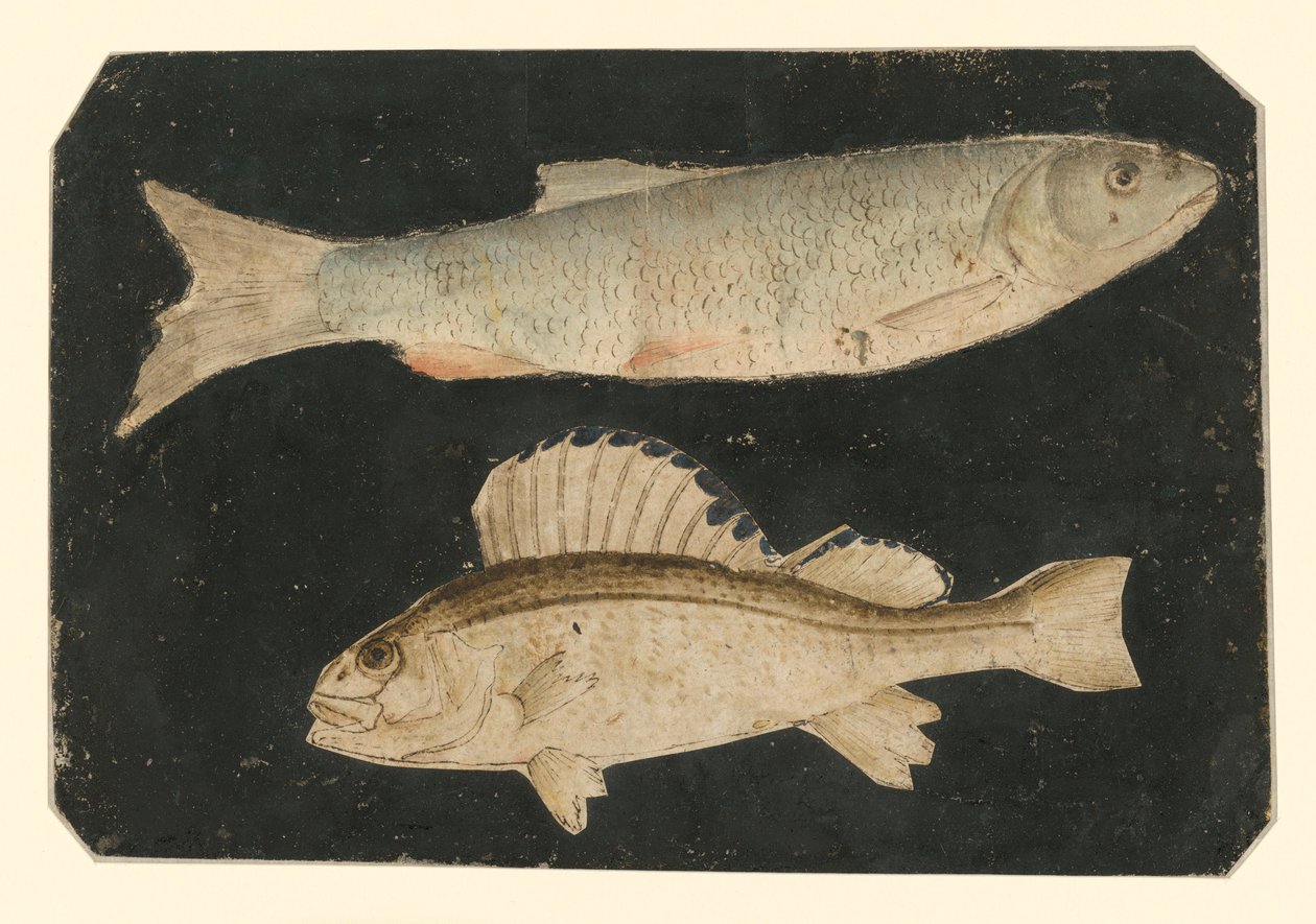Twee vissen boven elkaar (forel en Knorrvis) door Albrecht Dürer