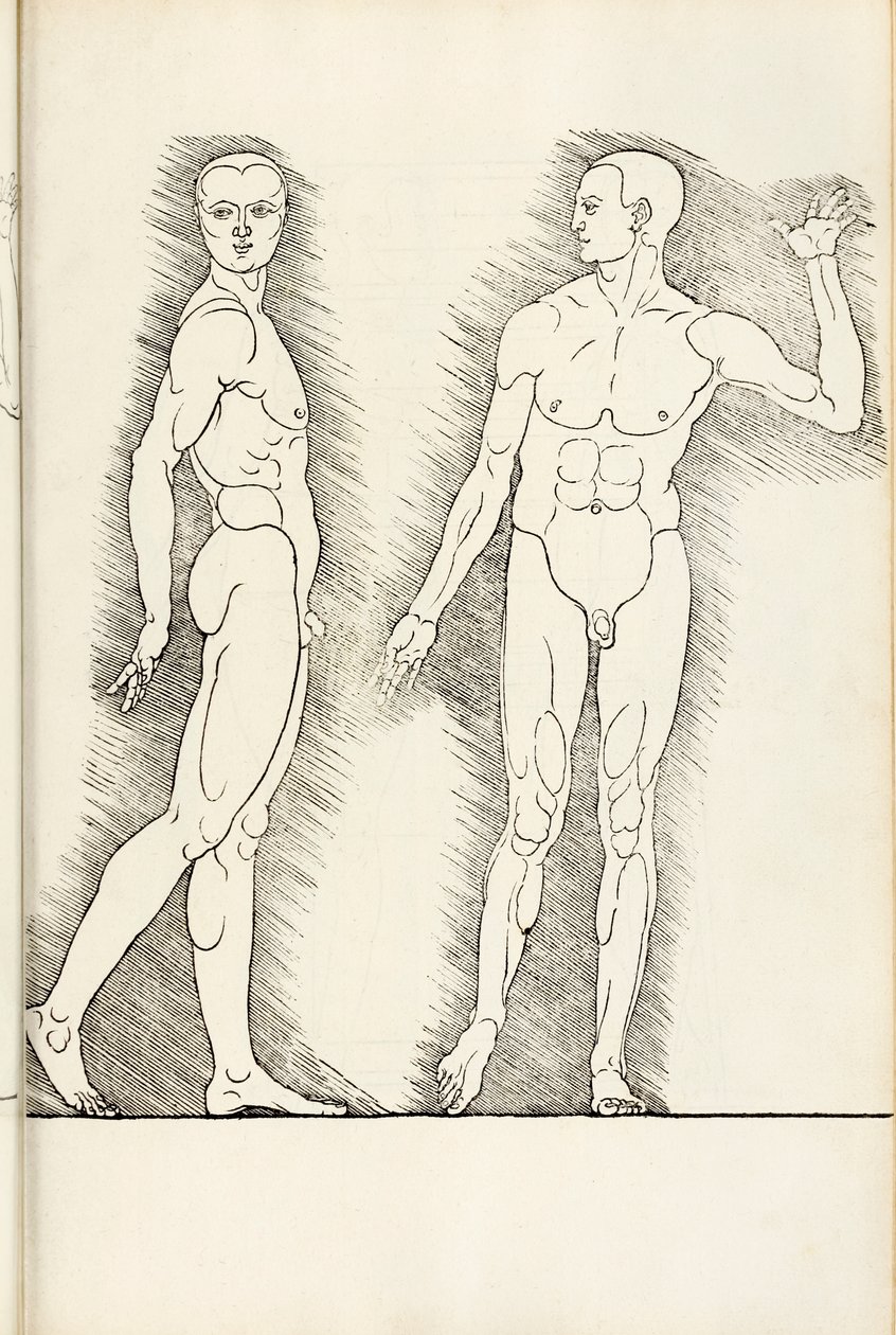 Anatomische houtsnede uit Hierinn sind begriffen vier bücher von menschlicher Proportion, 1528 door Albrecht Dürer