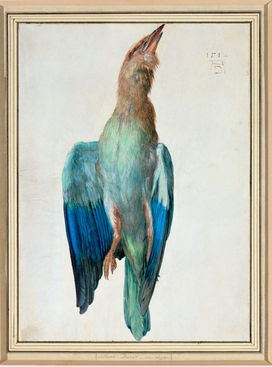 Blauwe rol door Albrecht Dürer or Duerer
