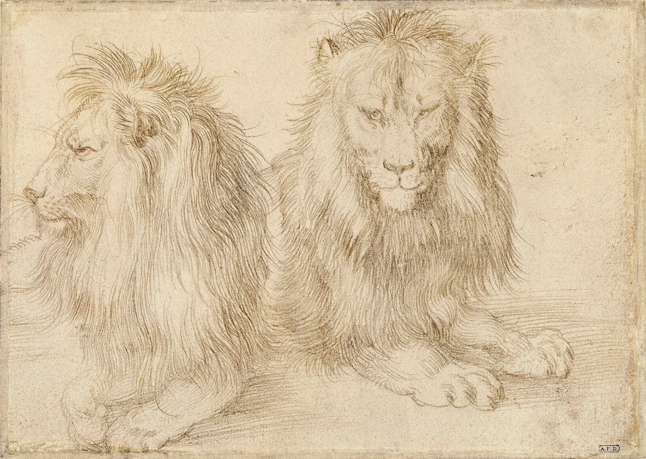 Twee zittende leeuwen door Albrecht Dürer