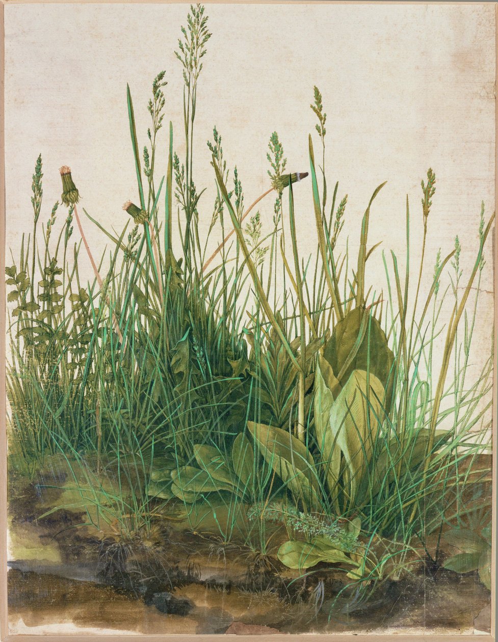 Large clump of turf - Das grosse Rasenstueck door Albrecht Dürer or Duerer