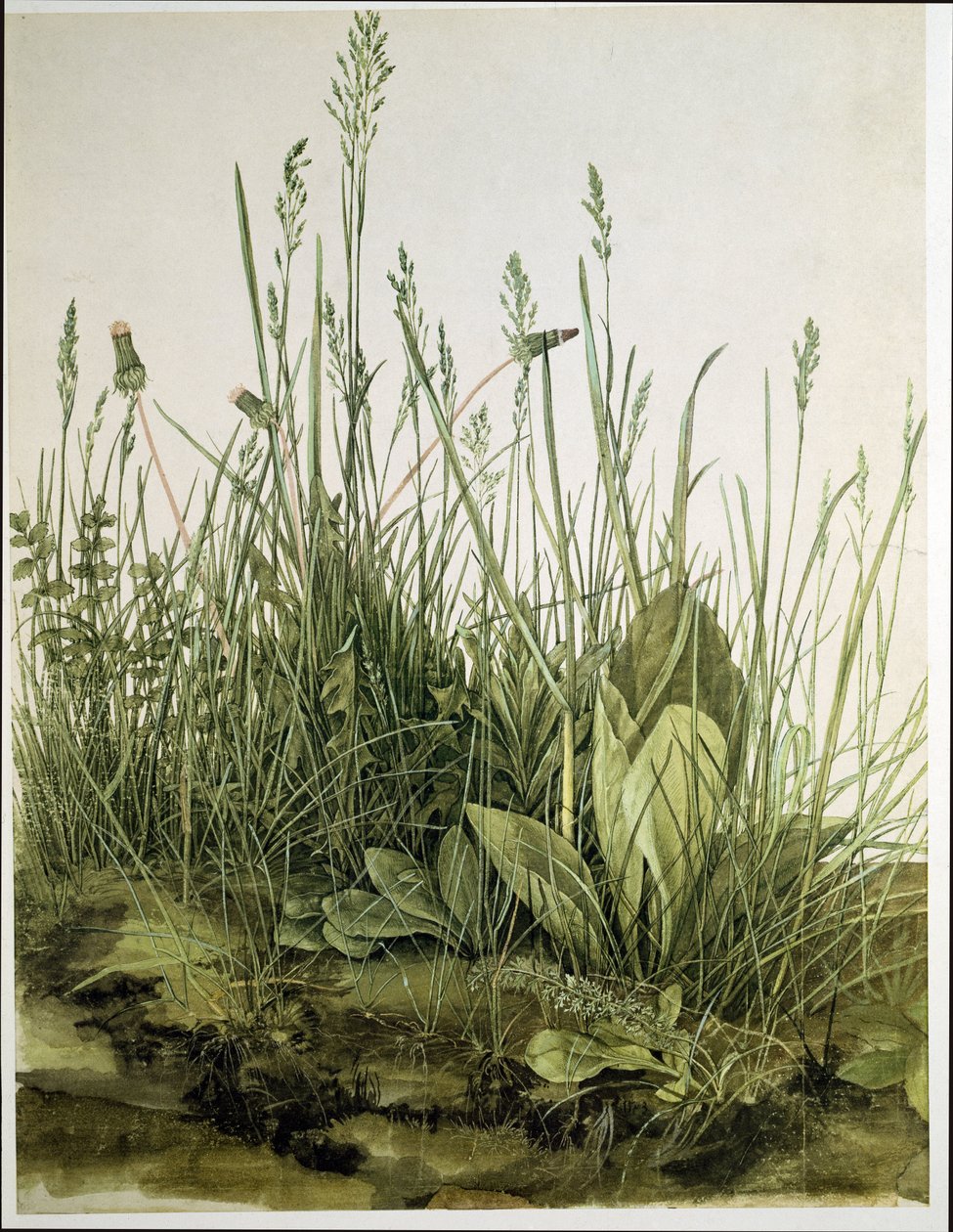 Het grote stuk gras door Albrecht Dürer or Duerer