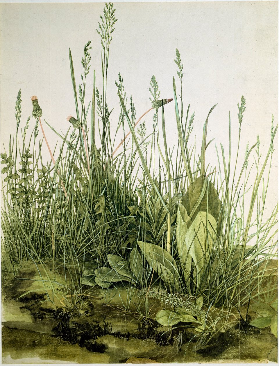 Het vuil met wilde kruiden door Albrecht Dürer