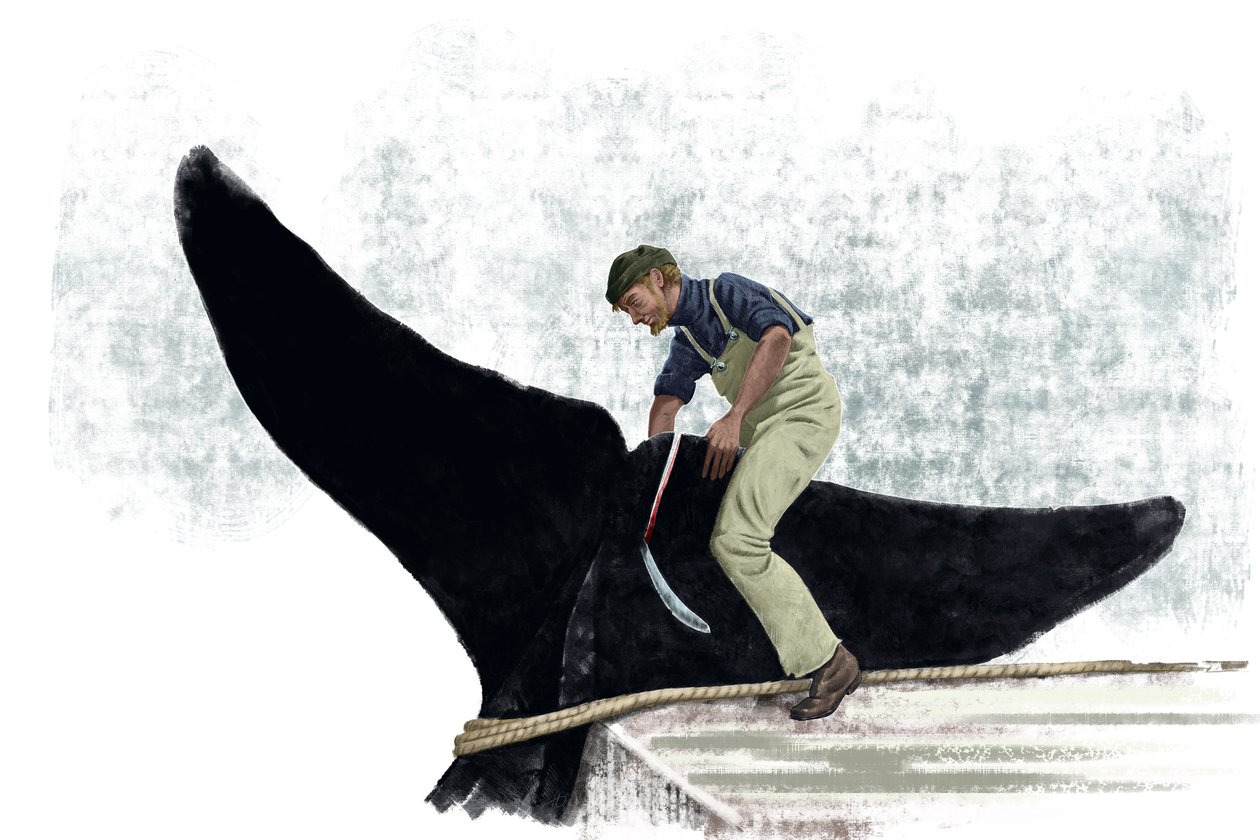 Walvisboot snijdt de staart van een walvis af door Alessandro Lonati
