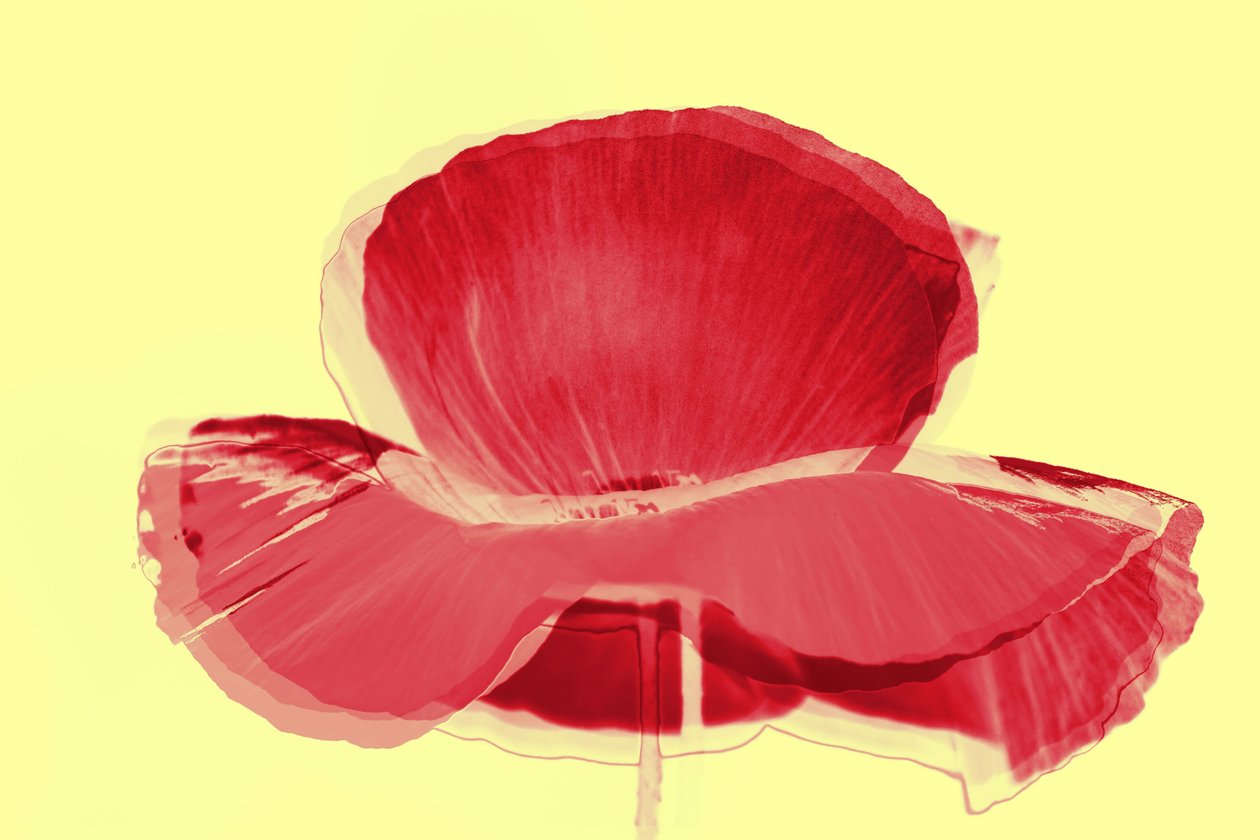 Rode tulp door Alex Caminker