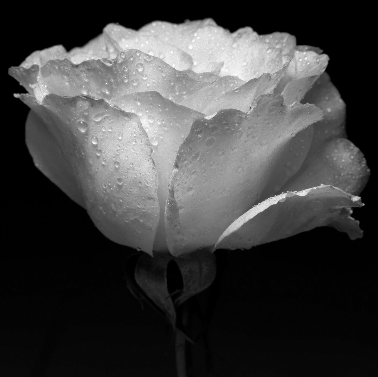 Witte bloem en water, 2019 door Alex Caminker