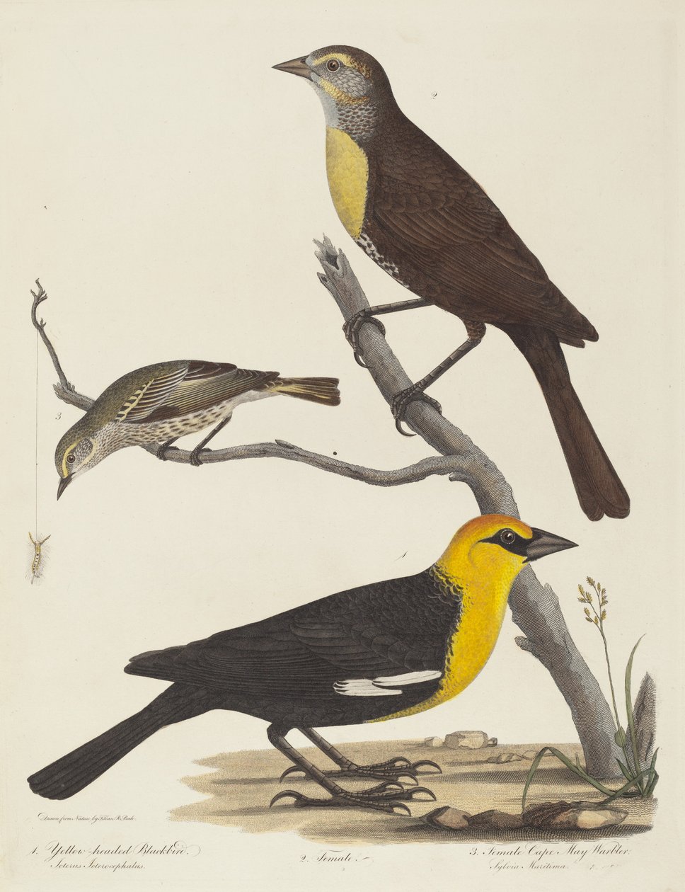 Geelkopmerel, vrouwelijke merel en vrouwelijke Cape May-zanger door Alexander Lawson