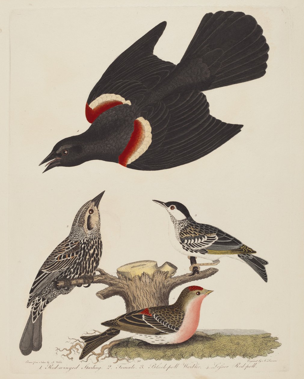 Roodvleugelspreeuw, vrouwelijke roodvleugelspreeuw, zwartkopzanger en kleine roodkopzanger door Alexander Lawson after Alexander Wilson