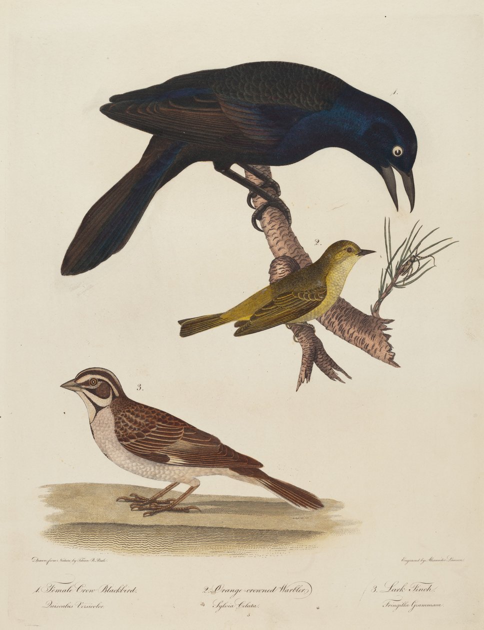 Vrouwelijke kraaizwarte vogel, oranjekroonzanger, leeuwerikvink door Alexander Lawson after Titian Ramsay Peale