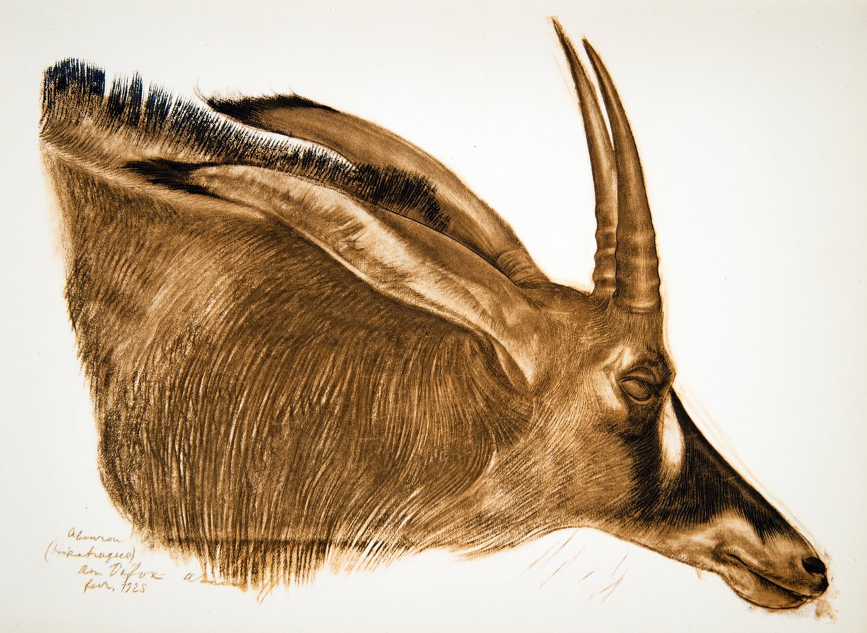 Hippotrague Antilope (Am Dafok), uit Tekeningen en Schilderijen van Afrika, uitgevoerd tijdens de Citroen Centraal Afrika expeditie, tweede missie Haardt Audouin-Dubreuil, uitgegeven Parijs, 1927 door Alexander Yakovlev