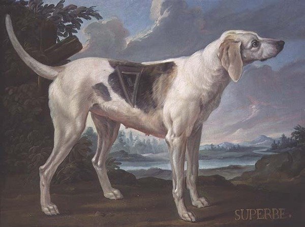 Portret van een Hond 