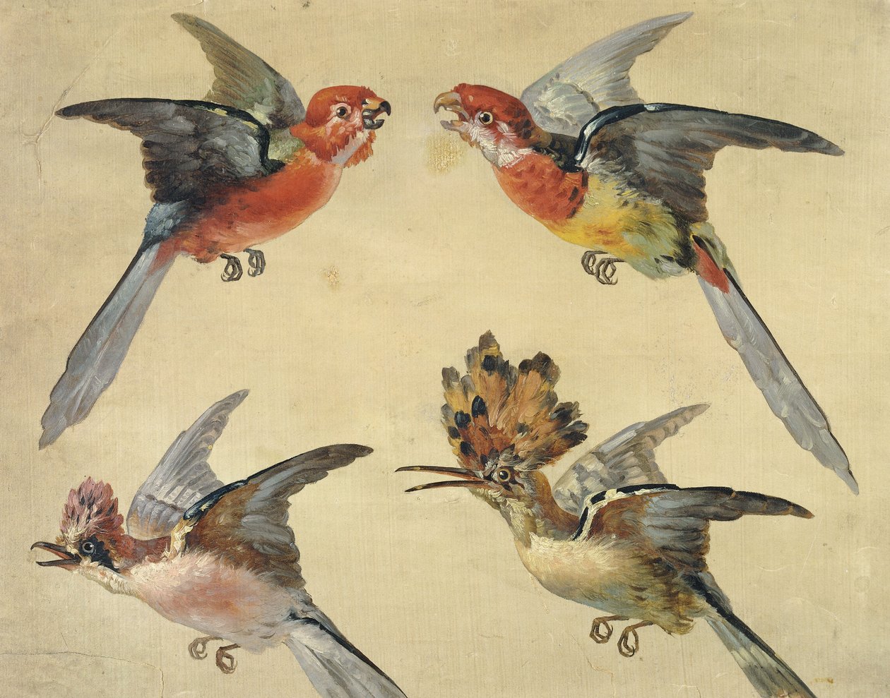 Studie van Vogels: Twee Papegaaien, een Hop en een Vlaamse Gaai door Alexandre Francois Desportes
