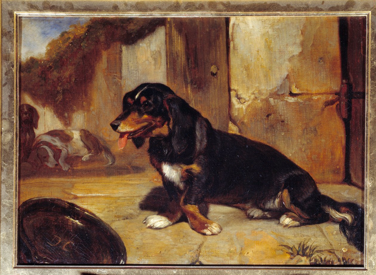 Een basset hond 