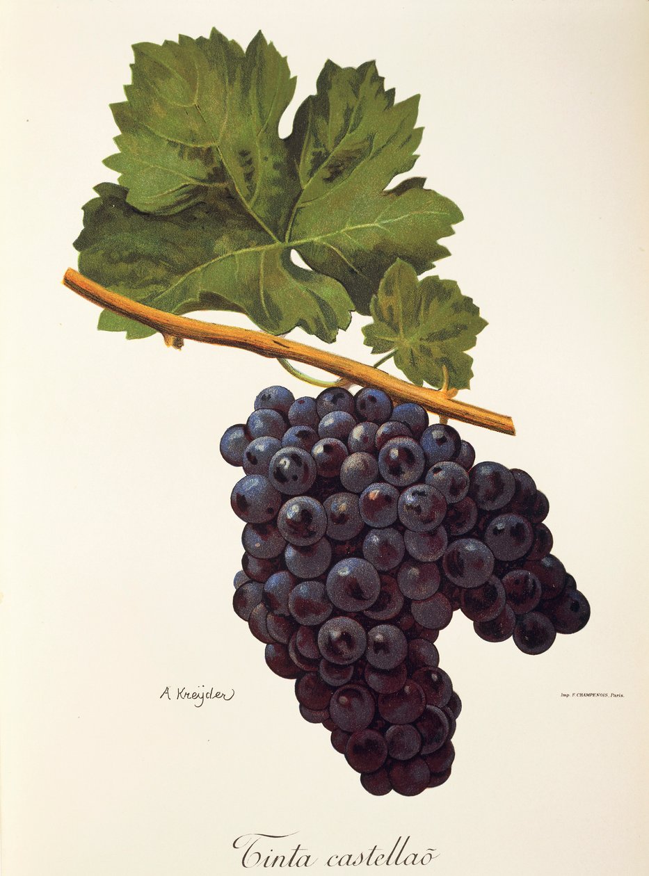 Tinta Castellao-druif door A. Kreyder door Alexis Kreyder