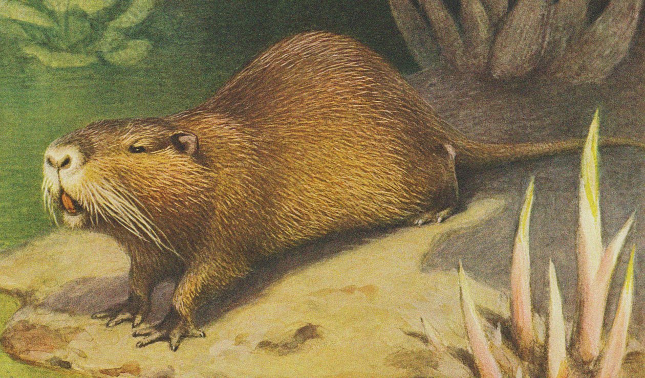Coypu door Alfred Brehm