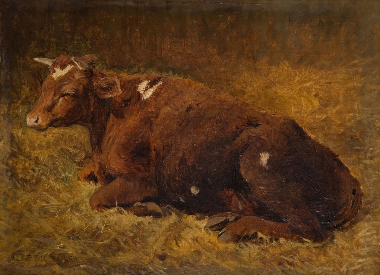 Een koe liggend op de grond, 1865-1872 door Alfred Baker