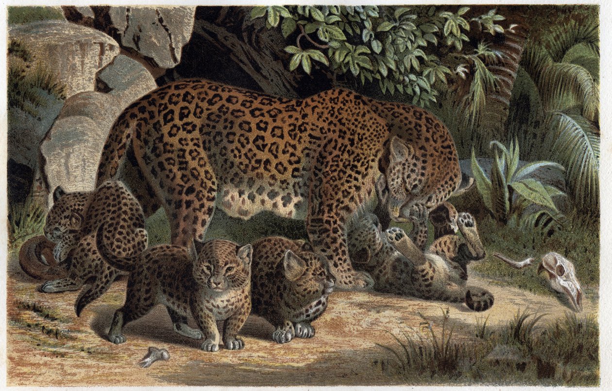 Panter en haar jongen - Panthera, uit 