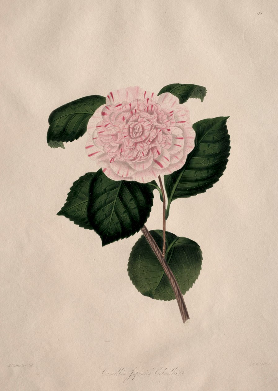 Illustraties en beschrijvingen van...de natuurlijke orde Camellieae: Nr. 41 door Alfred Chandler