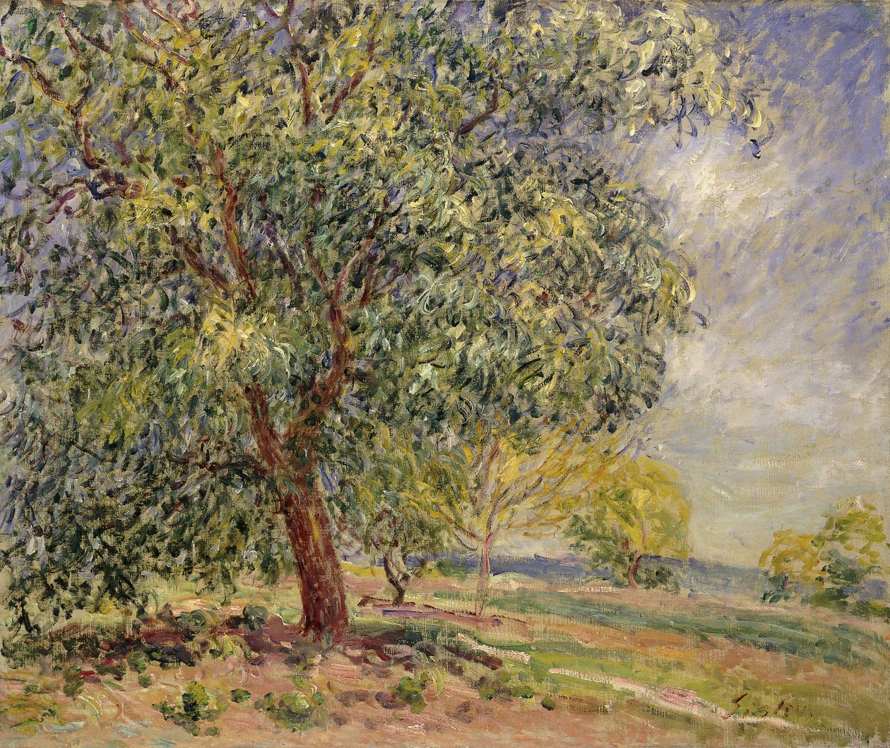 Walnotenboom in Sablons in de lente, 1885 door Alfred Sisley