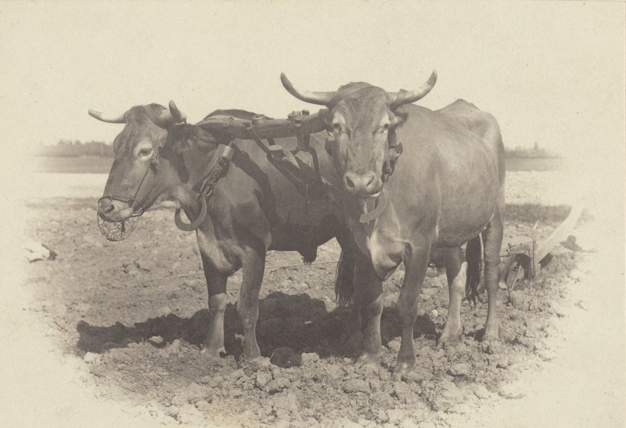 Een idylle door Alfred Stieglitz