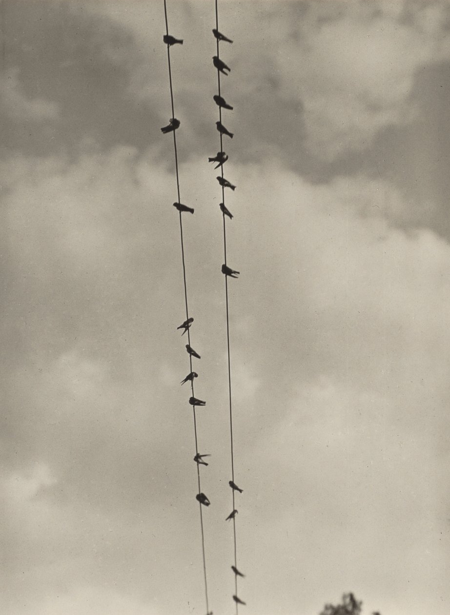 Vogels door Alfred Stieglitz