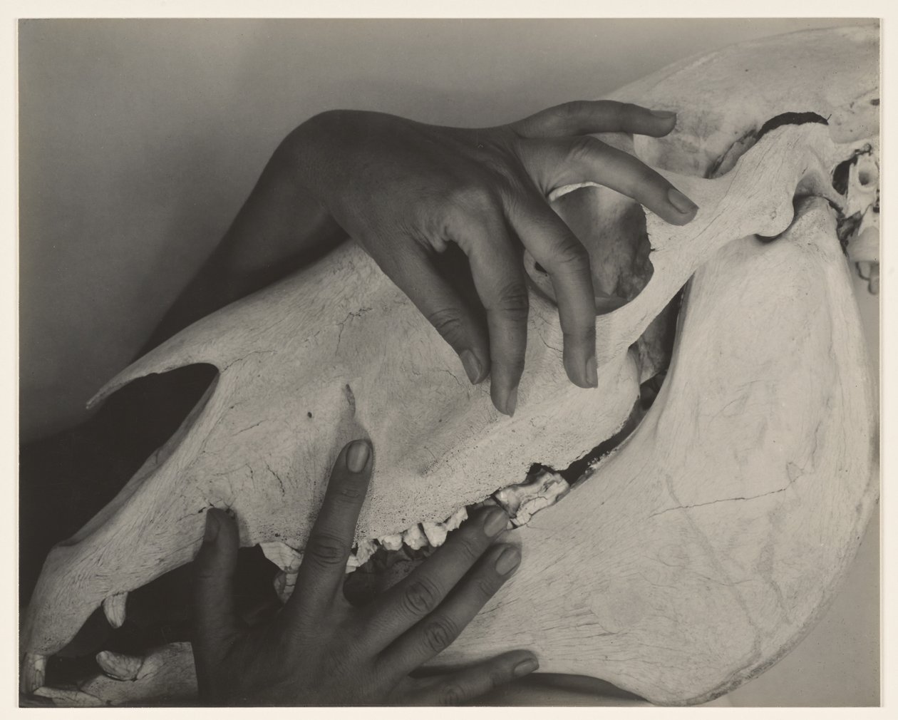 Georgia O’Keeffe – Handen en paardenschedel door Alfred Stieglitz