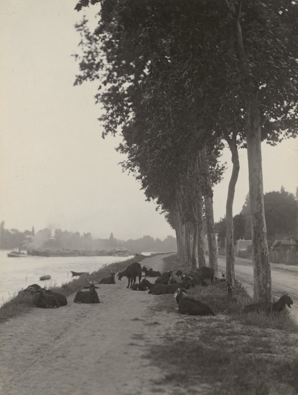 Geiten buiten Parijs door Alfred Stieglitz