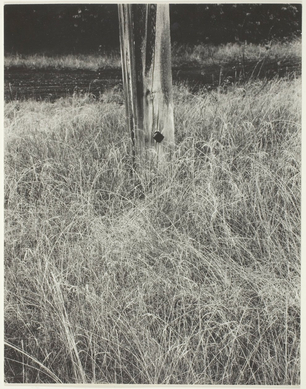 Gras en vlaggenstok door Alfred Stieglitz