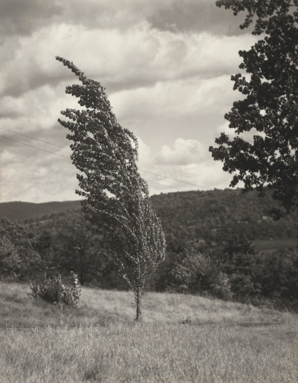Poplar – Lake George door Alfred Stieglitz