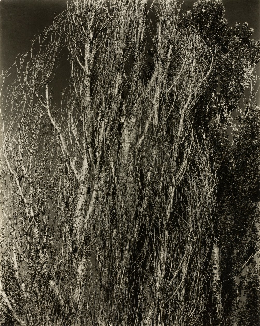 Populieren—Lake George door Alfred Stieglitz