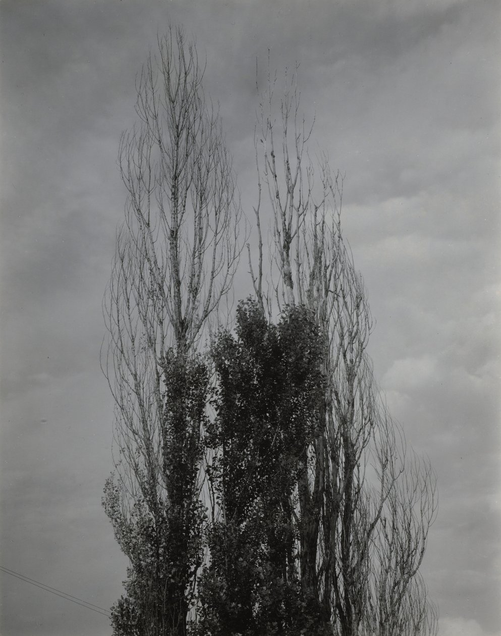 Populieren — Lake George door Alfred Stieglitz