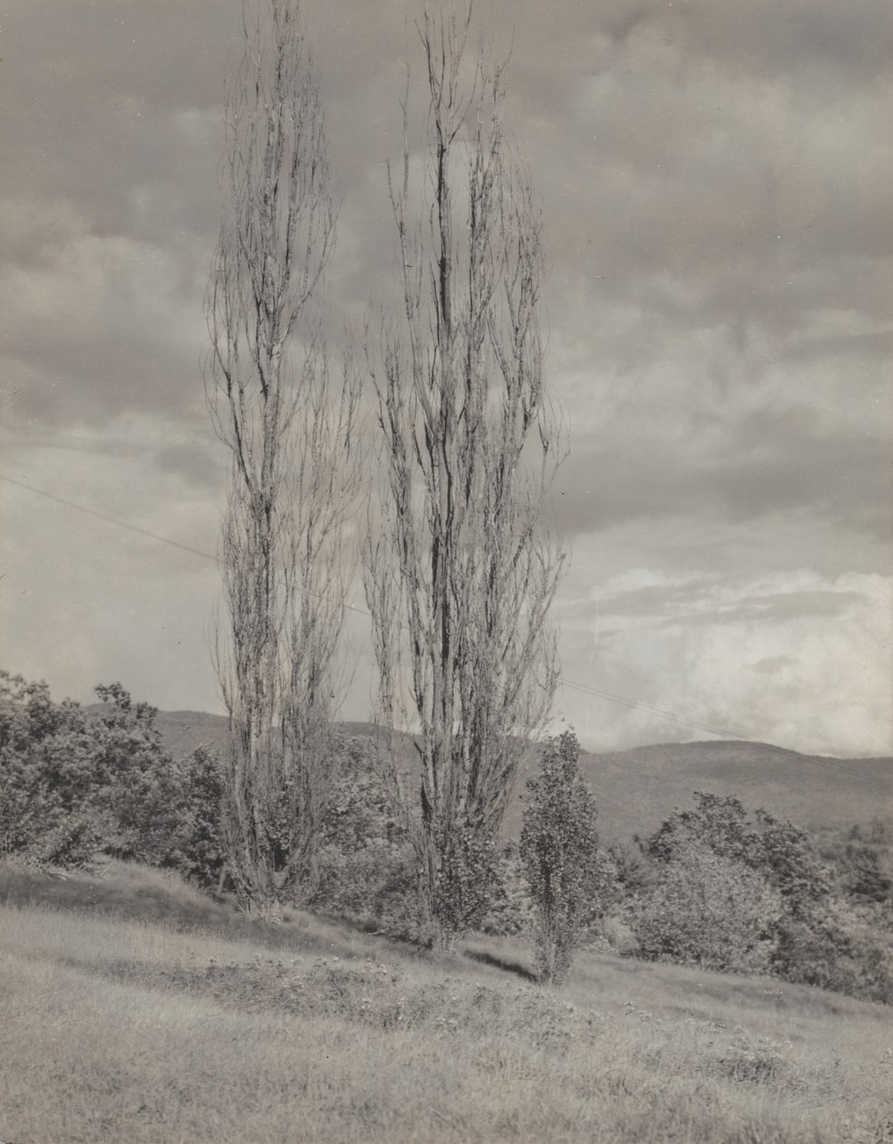 Populieren - Lake George door Alfred Stieglitz