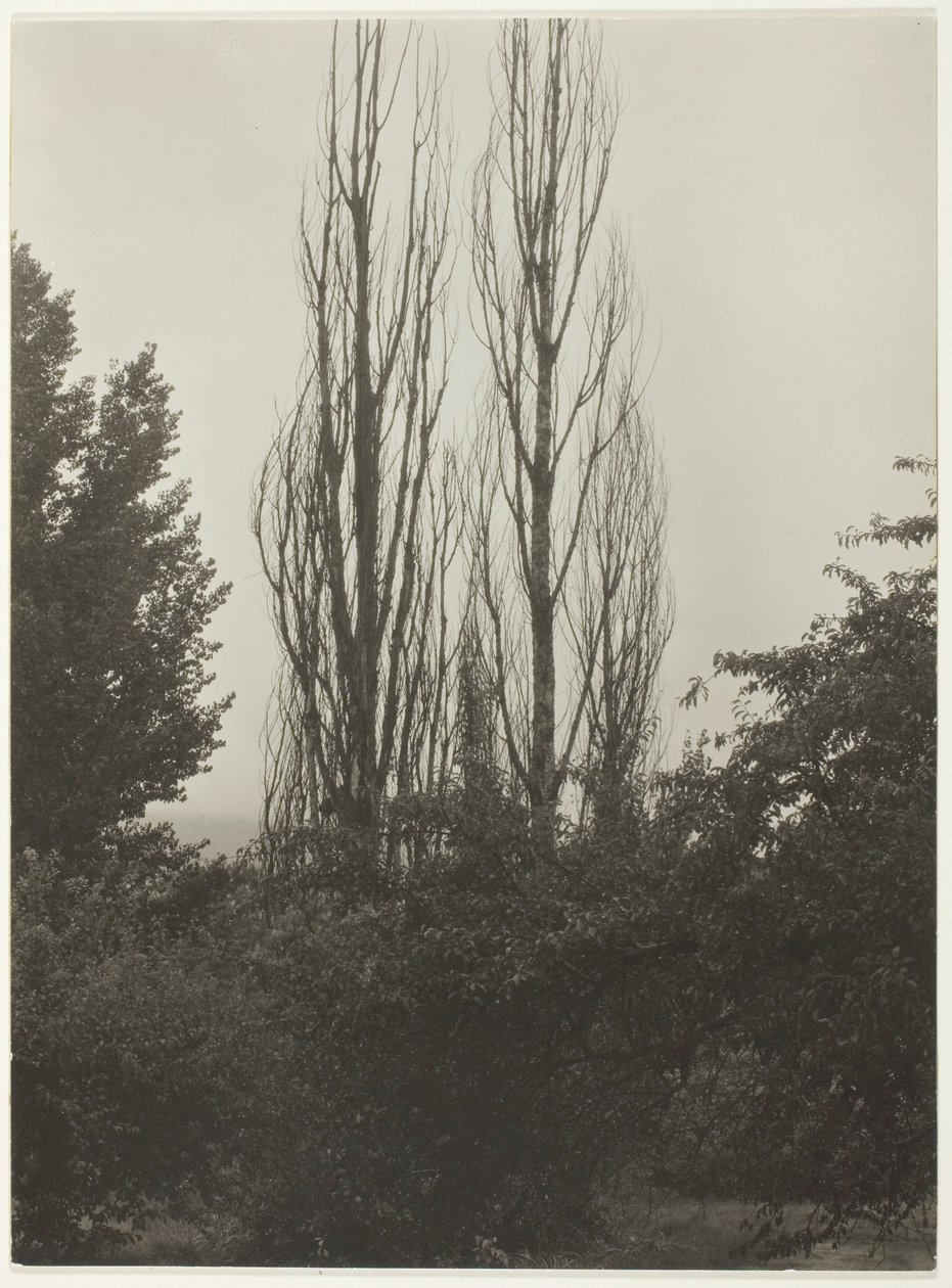 Populieren - Lake George door Alfred Stieglitz