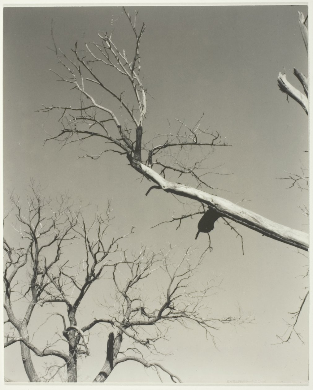 De stervende kastanjeboom - mijn leraar door Alfred Stieglitz