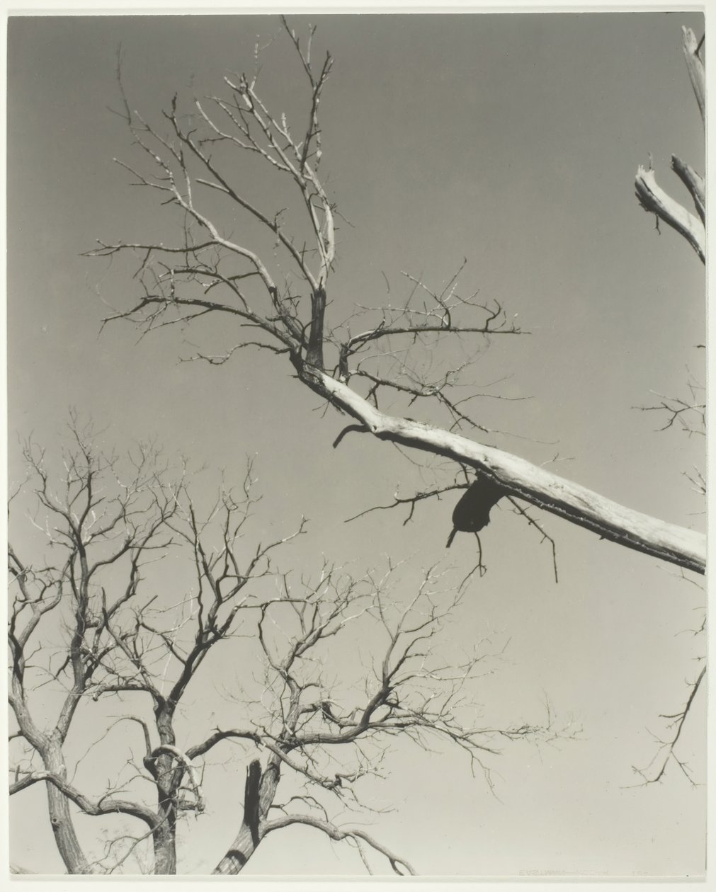 De Stervende Kastanjeboom—Mijn Leraar door Alfred Stieglitz