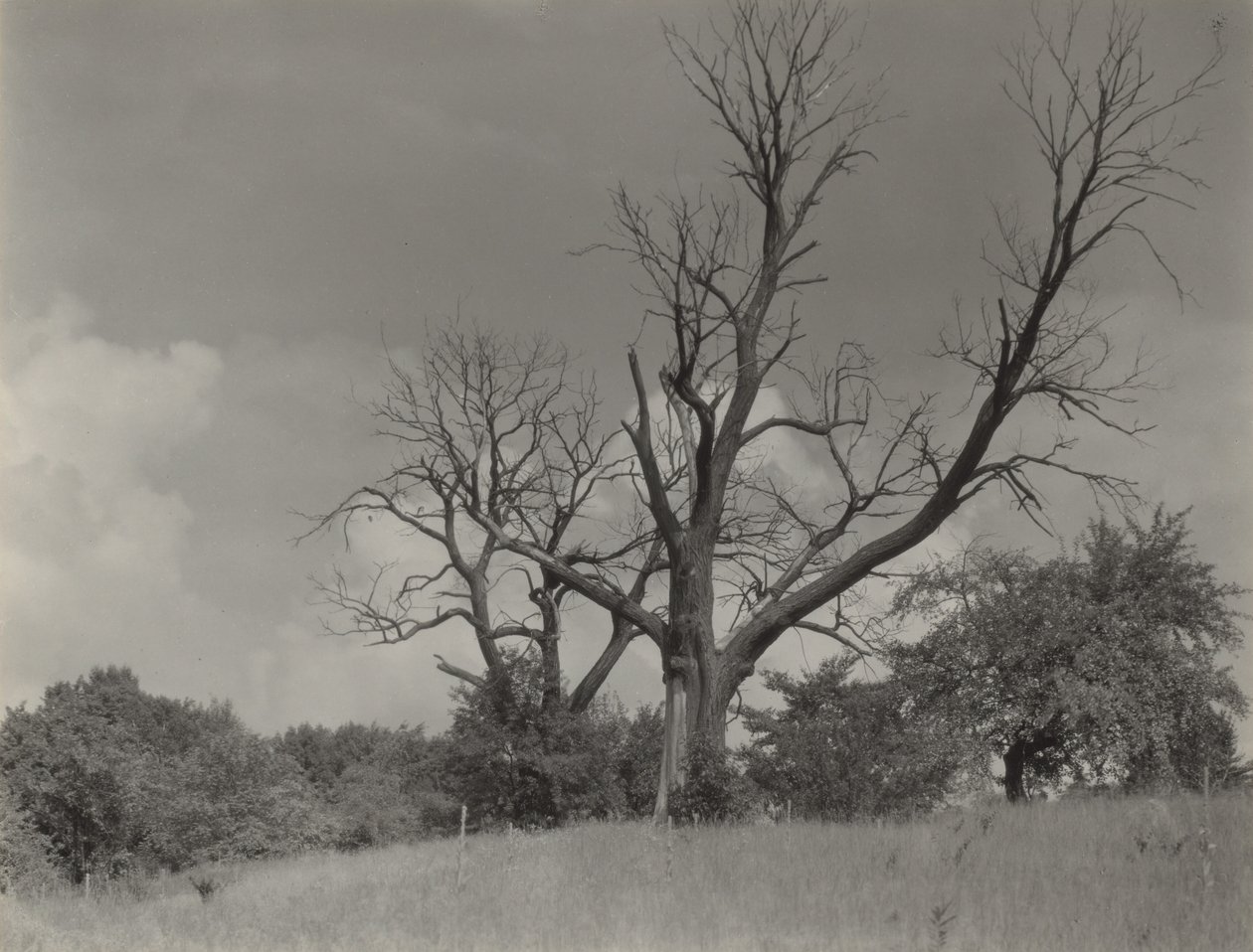 De stervende kastanjeboom door Alfred Stieglitz