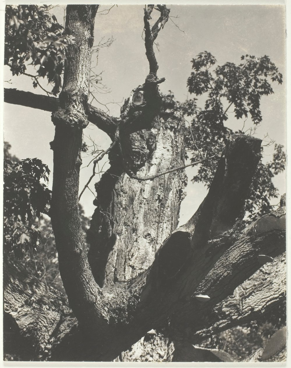 De oude esdoorn - Lake George, 1926 door Alfred Stieglitz