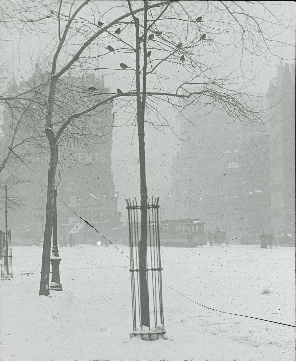 Boom in de sneeuw, New York City, 1900-02 door Alfred Stieglitz